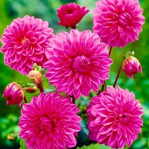 🌸🌴💗🌸🌴💗🌸🌴💗🌸🌴💗🌸🌴💗🌸🌴💗